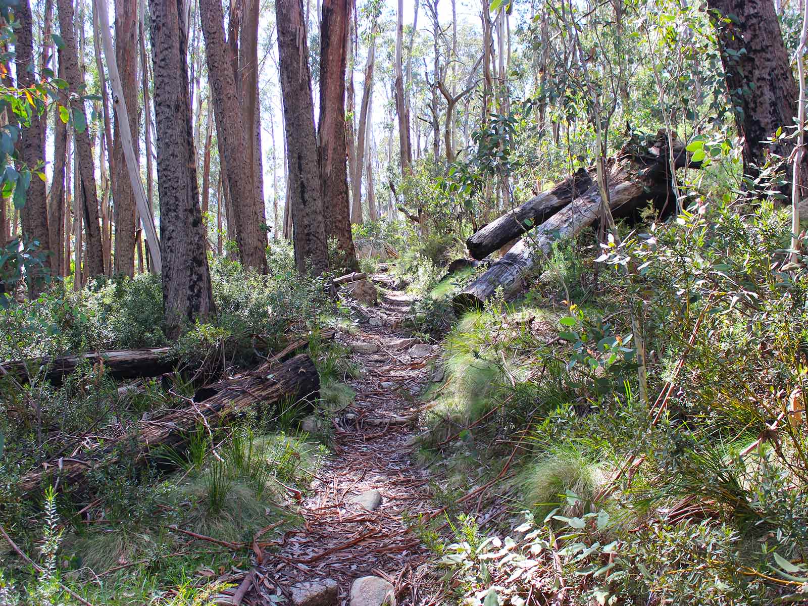 Rocky Creek Track & Campground - Bright