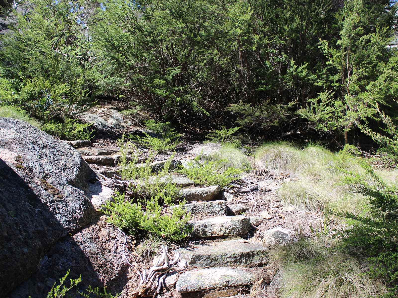 Rocky Creek Track & Campground - Bright