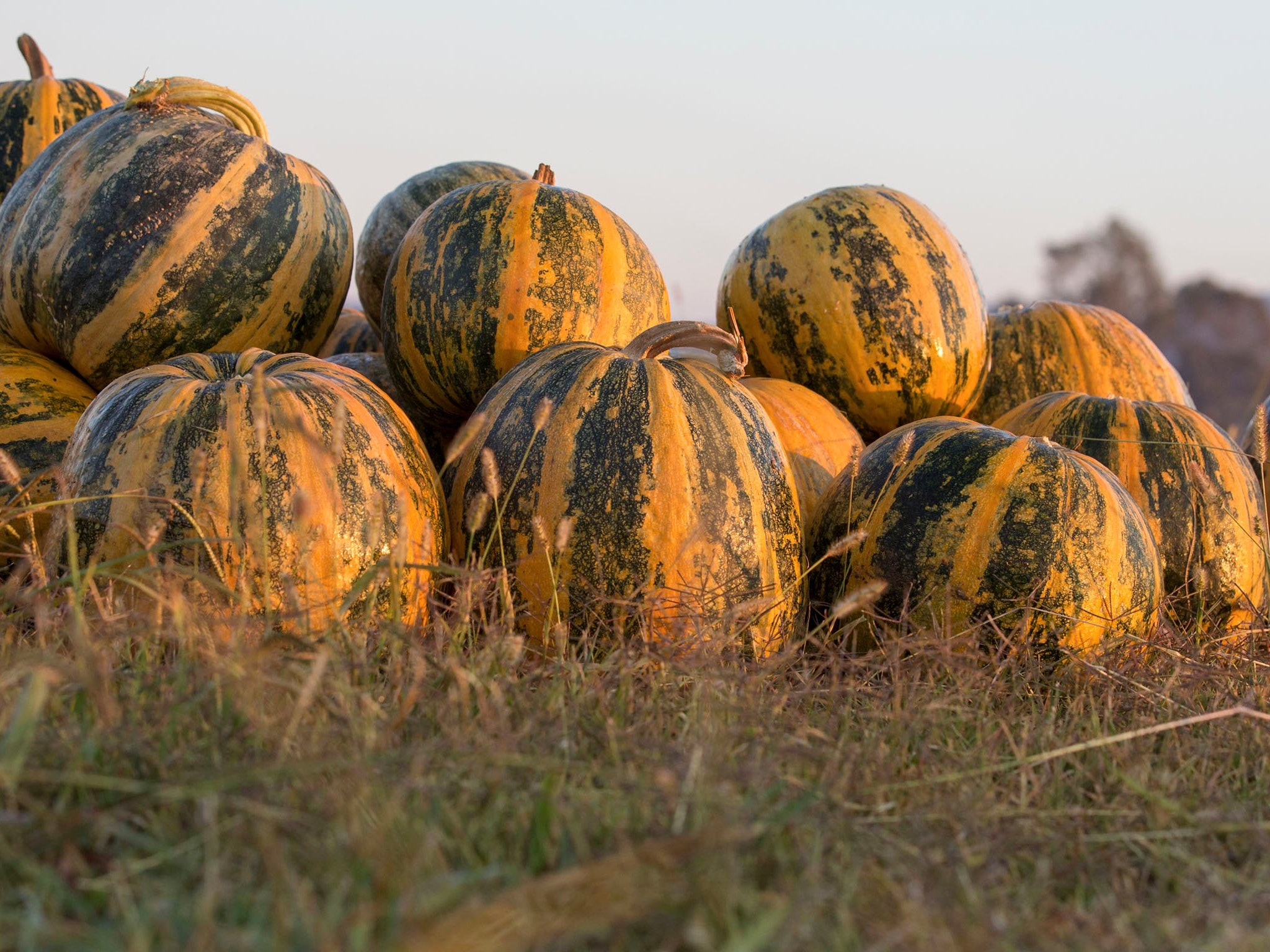 Australian Pumpkin Seed Company Bright