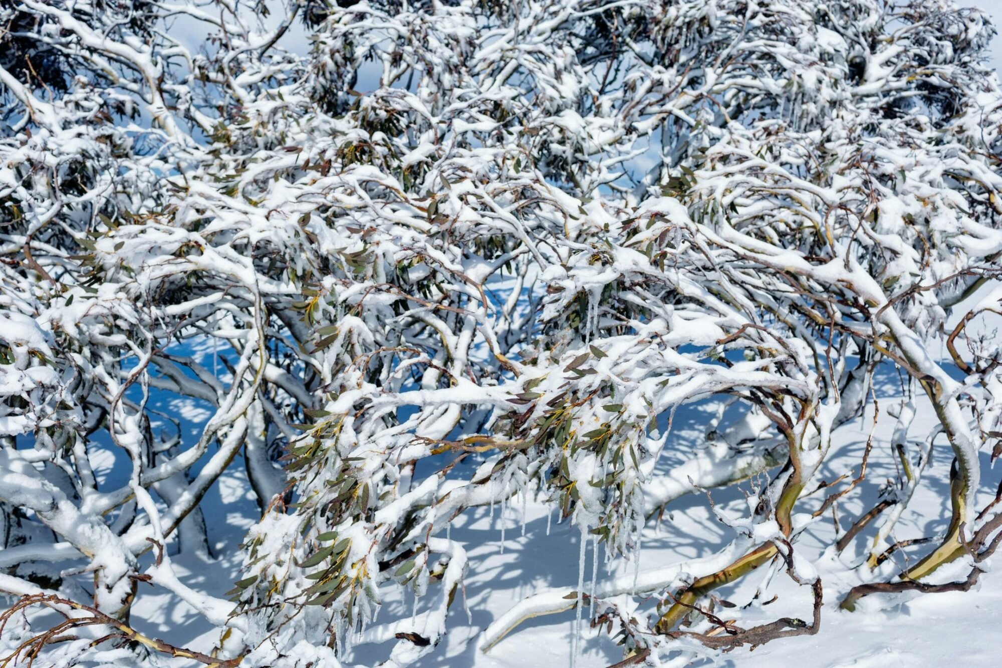 Above the Snow Line Exhibition