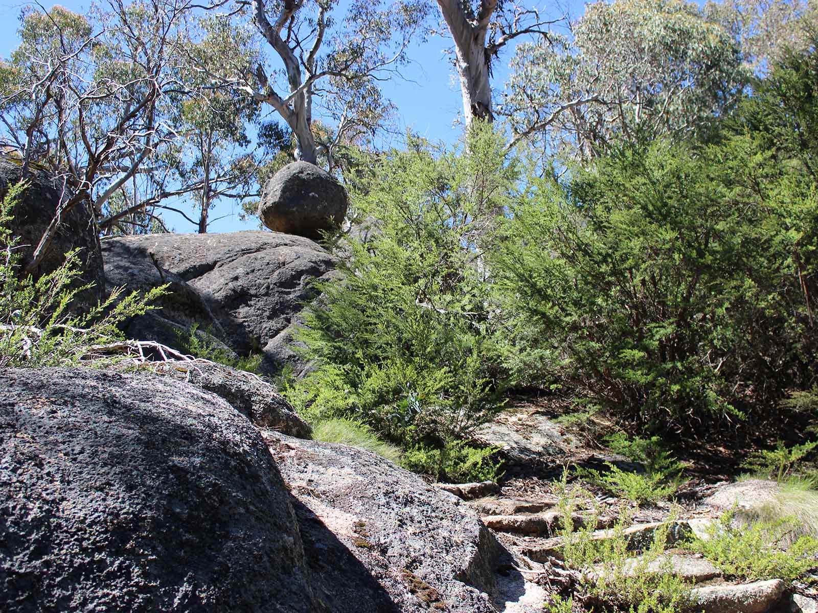 Rocky Creek Track & Campground - Bright