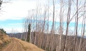 Goldie spur track behind Mount Buffalo